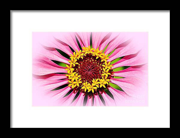 Photography Framed Print featuring the photograph Glowing Zinnia by Kaye Menner by Kaye Menner