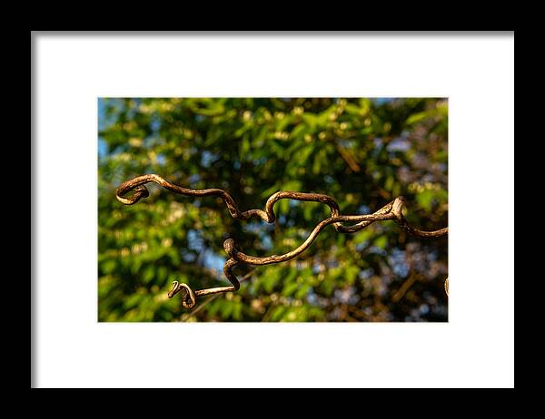 Gnarled Framed Print featuring the photograph Gnarled Plant Tendrils by Douglas Barnett