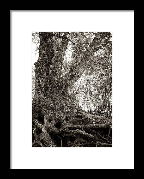 Tree Framed Print featuring the photograph Gnarled Tree by Mary Lee Dereske