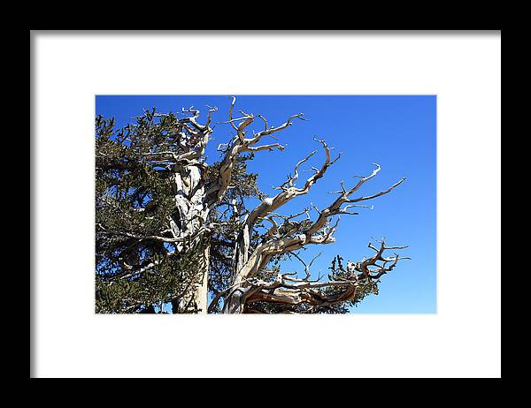 Ancient Framed Print featuring the photograph Gnarly Branches by Daniel Schubarth