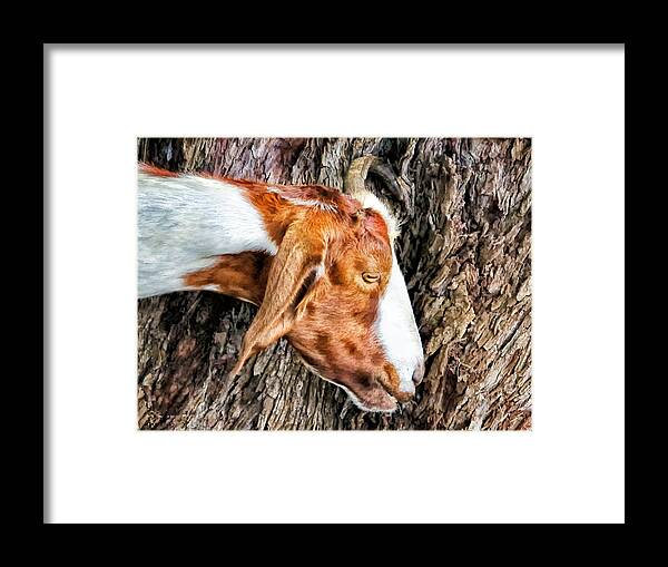 Goat Framed Print featuring the photograph Goat 3 by Dawn Eshelman