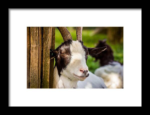 Portrait Framed Print featuring the photograph Goat Portrait by Pati Photography