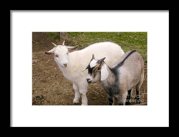 Petting Zoo Framed Print featuring the photograph Goats At Petting Zoo by Gregory G. Dimijian