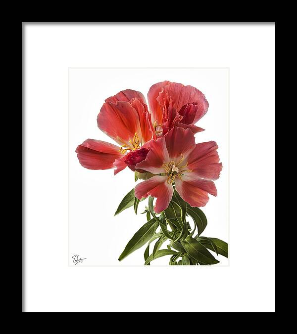 Flower Framed Print featuring the photograph Godacia by Endre Balogh