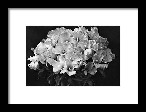 Flowers Framed Print featuring the photograph Godetia Wild Roses by Reginald A. Malby