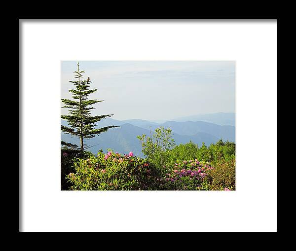 Roan Mountain State Park Framed Print featuring the photograph God's Wonders by Cynthia Clark