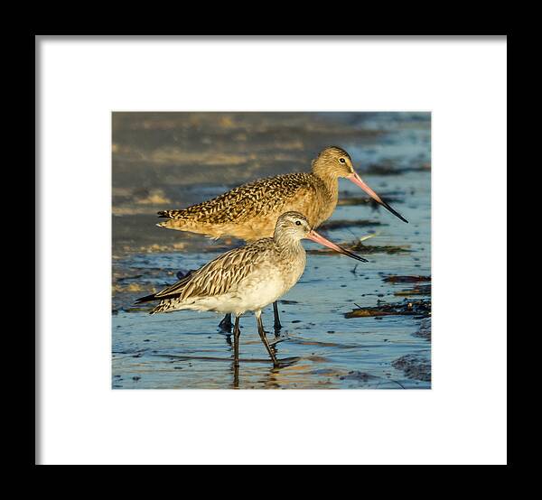 Bar-tailed Godwit Framed Print featuring the photograph Godwits by Jane Luxton
