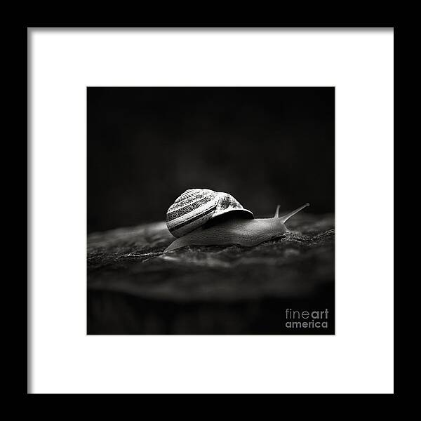 Snail Framed Print featuring the photograph Going East by Trish Mistric