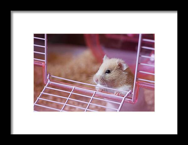 Pets Framed Print featuring the photograph Going Out by Abalcazar
