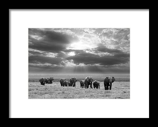 Elephant Framed Print featuring the photograph Going To Rest by Jorge Llovet