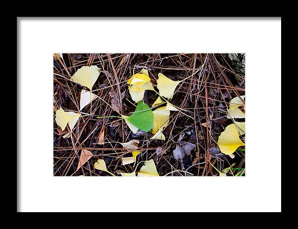 Gingko Framed Print featuring the photograph Gold and Green Gingko Leaves by Laura Iverson