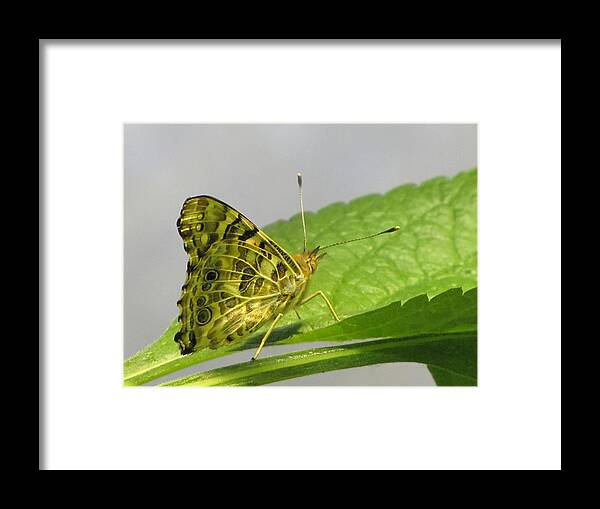 Butterfly Framed Print featuring the photograph Gold and Green by Jennifer Wheatley Wolf