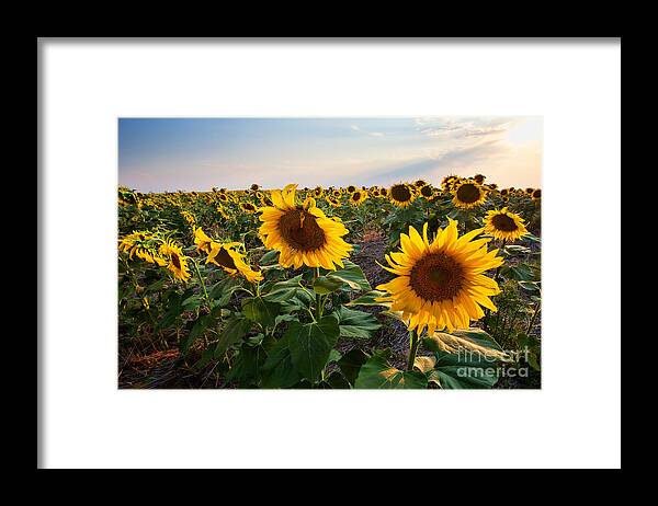 Flowers Framed Print featuring the photograph Gold Medals by Jim Garrison