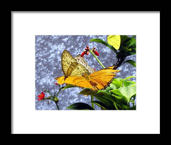Wings Framed Print featuring the photograph Gold on Gold by Jennifer Wheatley Wolf
