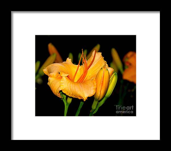 Flower Photography Framed Print featuring the photograph Gold Rush by Patricia Griffin Brett