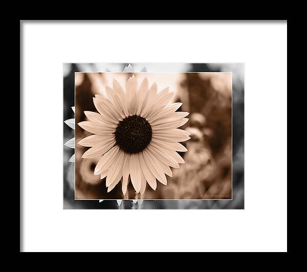  Gold Tone Framed Print featuring the photograph Gold Tone Sunflower by Walter Herrit