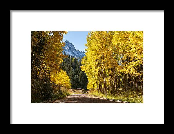 Aspen Framed Print featuring the photograph Golden Aspen Road by Aaron Spong