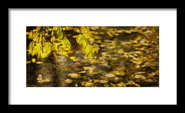 Karya Park Toronto Framed Print featuring the photograph Golden autumn colour foliage on rainy pond by Peter V Quenter