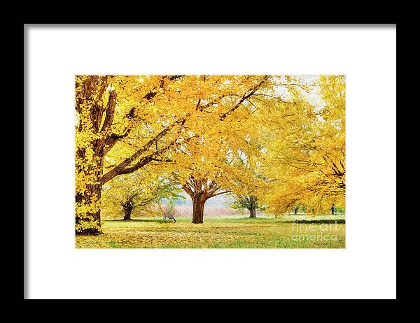 Deer Framed Print featuring the photograph Golden Autumn by Darren Fisher