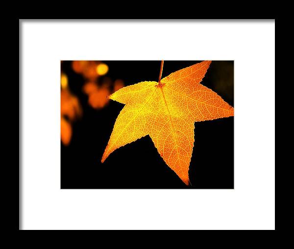 Tranquility Framed Print featuring the photograph Golden Autumn Maple Leaf by Missgeok