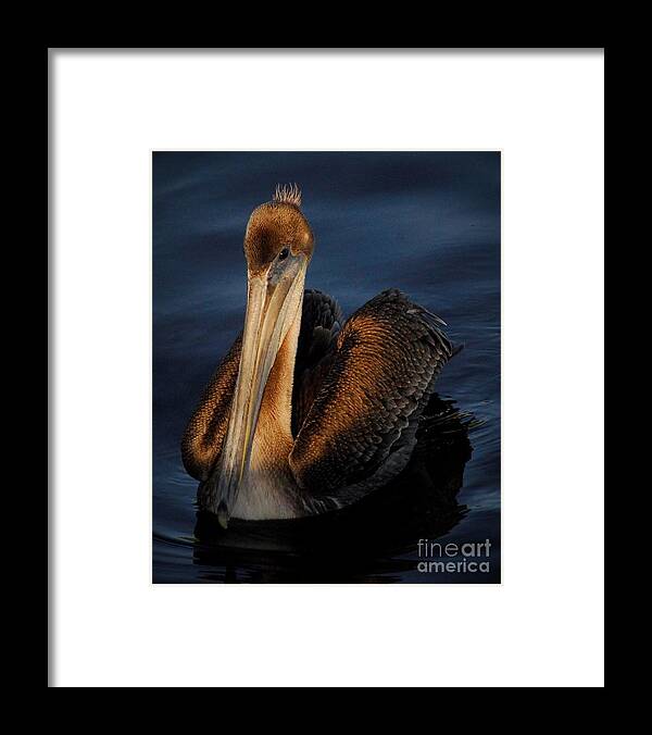 Pelican Framed Print featuring the photograph Golden Beauty by Quinn Sedam