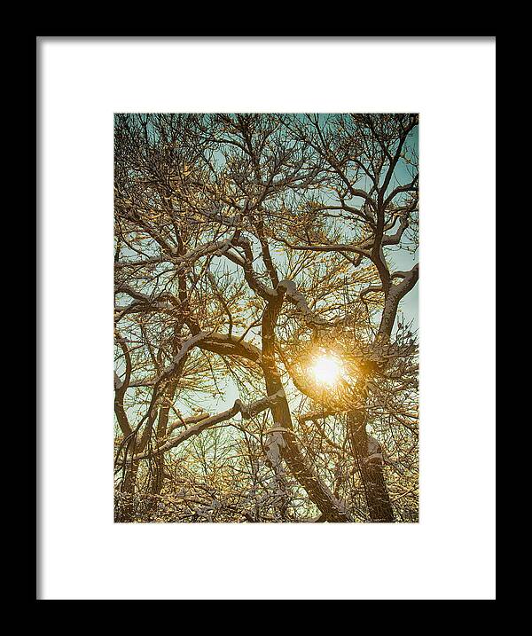 Trees Framed Print featuring the photograph Golden Branches In The Snow by James BO Insogna