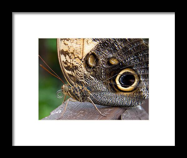 Butterfly Framed Print featuring the photograph Golden Butterfly by Natalie Rotman Cote