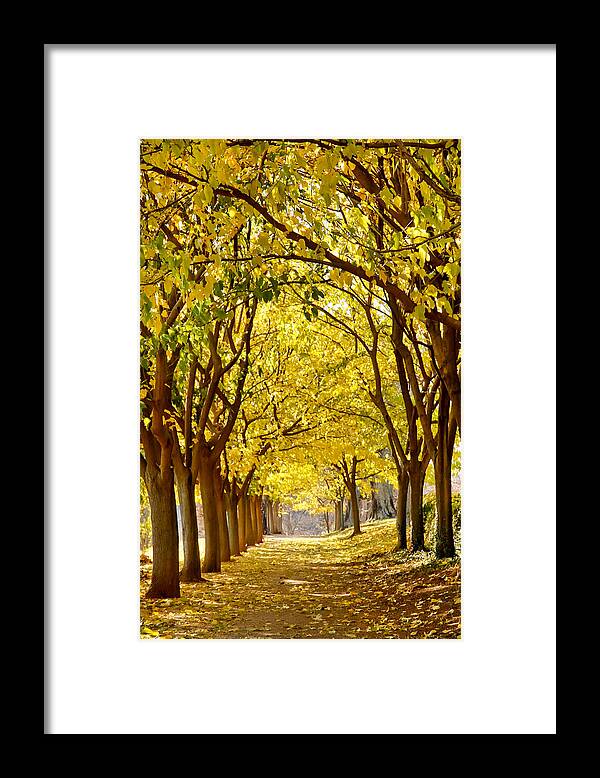 Beauty Framed Print featuring the photograph Golden Canopy by KG Thienemann