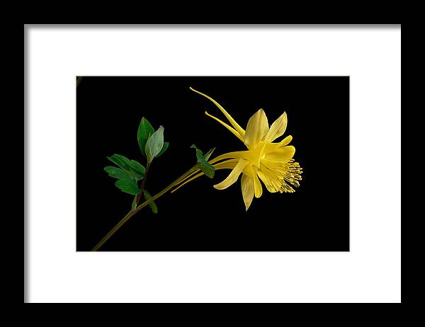 Yellow Framed Print featuring the photograph Golden Columbine by James Capo