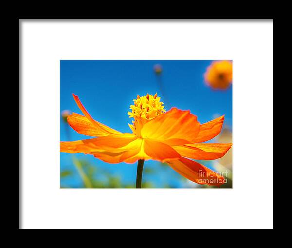 Cosmo Framed Print featuring the photograph Golden Cosmo in the Sky by Judy Via-Wolff