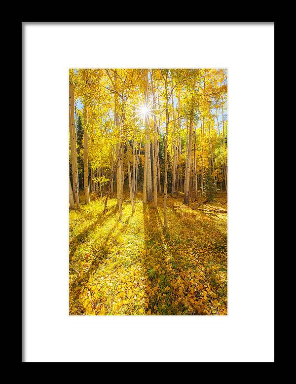 Aspens Framed Print featuring the photograph Golden by Darren White