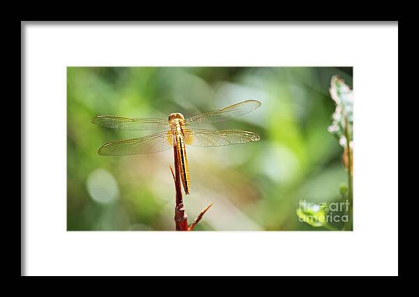 Dragonfly Framed Print featuring the photograph Golden Dragonfly by Terri Mills