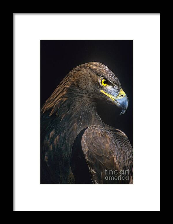 Dave Welling Framed Print featuring the photograph Golden Eagle Aquila Chrysaetos Captive Colorado by Dave Welling