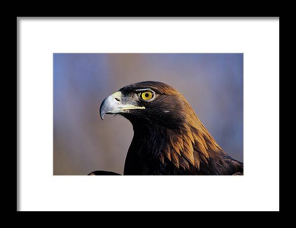 Aquila Chrysaetos Framed Print featuring the photograph Golden Eagle (aquila Chrysaetos by Richard and Susan Day