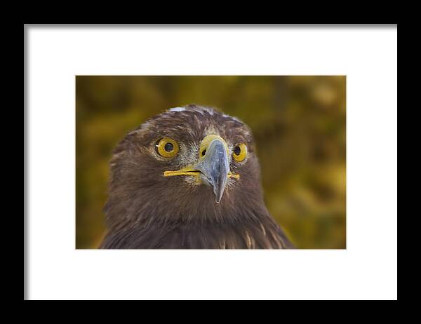 Golden Eagle Framed Print featuring the photograph Golden Eagle by Brian Cross