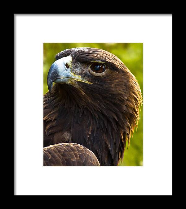 Golden Eagle Framed Print featuring the photograph Golden Eagle by Robert L Jackson
