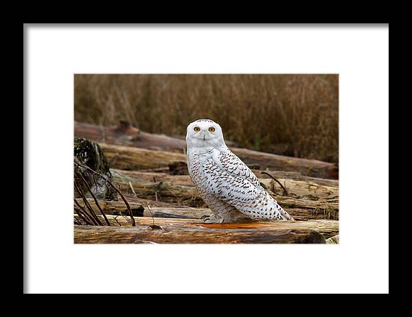 Snowy Owl Framed Print featuring the photograph Golden Eye by Shari Sommerfeld