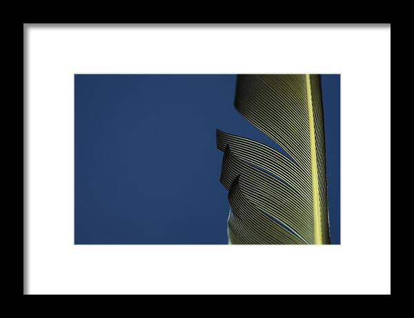 Feather Framed Print featuring the photograph Golden Finch Feather by Karol Livote