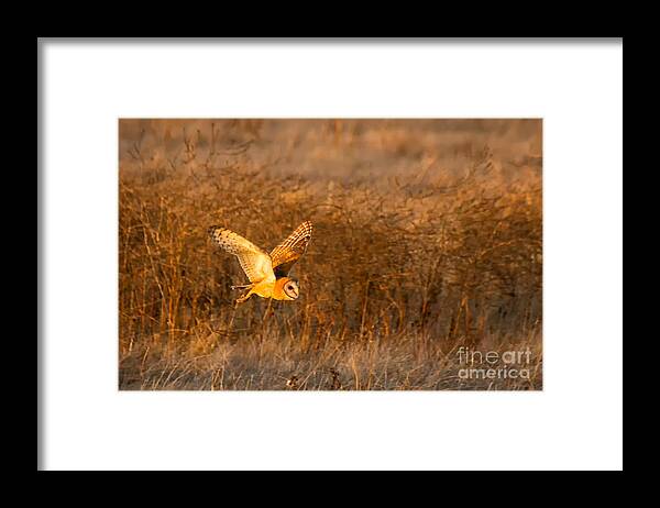Animal Framed Print featuring the photograph Golden Flight by Alice Cahill