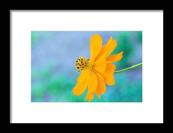 Beautiful Framed Print featuring the photograph Golden Glow by Barbara Manis