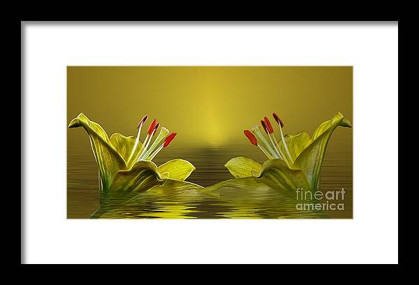 Flowers Framed Print featuring the photograph Golden Glow by Shirley Mangini