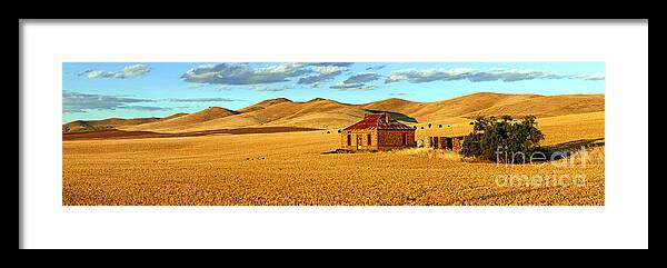 Golden Field Wheat Harvest Old Abandoned Homested Farm House Derelict Outback Burra Landscape Mid North South Australia Australian Pano Panorama Framed Print featuring the photograph Golden Harvest panorama by Bill Robinson