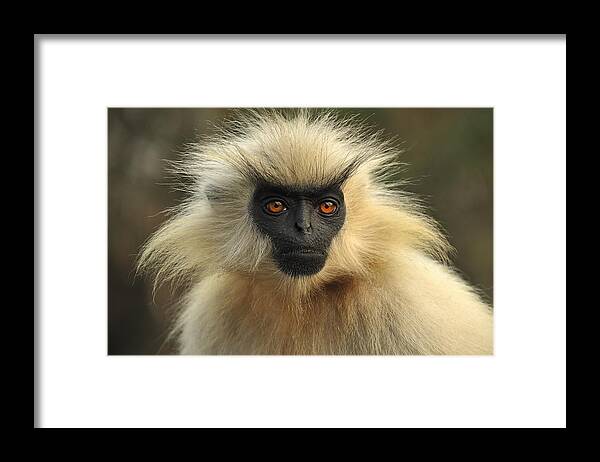 Thomas Marent Framed Print featuring the photograph Golden Langur Chakrashila Wildlife by Thomas Marent