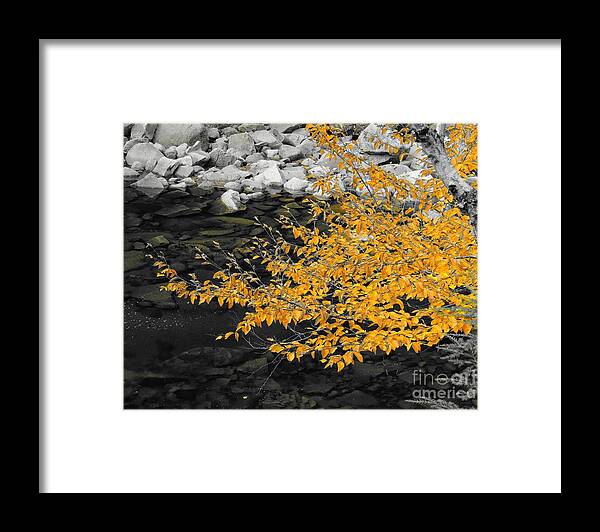 Floral Framed Print featuring the photograph Golden Leaves by Marcia Lee Jones