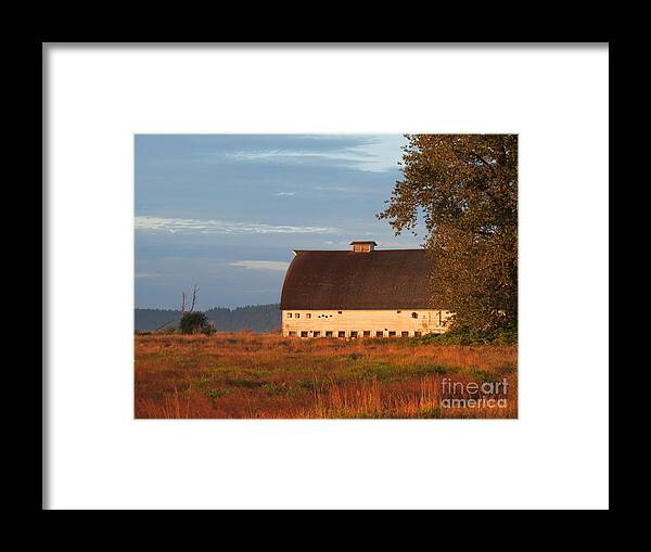 Barn Framed Print featuring the photograph Golden Light at Nisqually Wildlife Refuge by Gayle Swigart