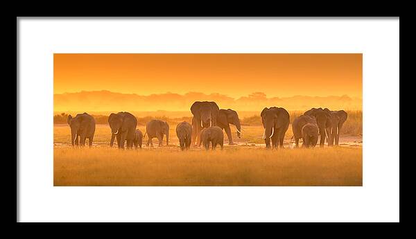 Elephants Framed Print featuring the photograph Golden Light by David Hua