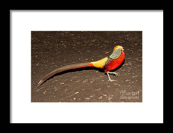 Animal Framed Print featuring the photograph Golden Pheasant Male by Anthony Mercieca