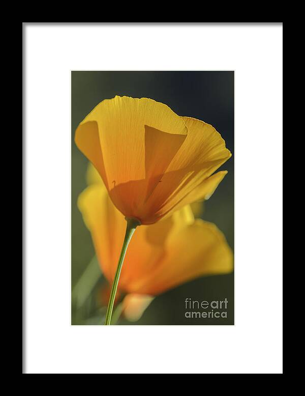 Poppies Framed Print featuring the photograph Golden Poppies by Tamara Becker