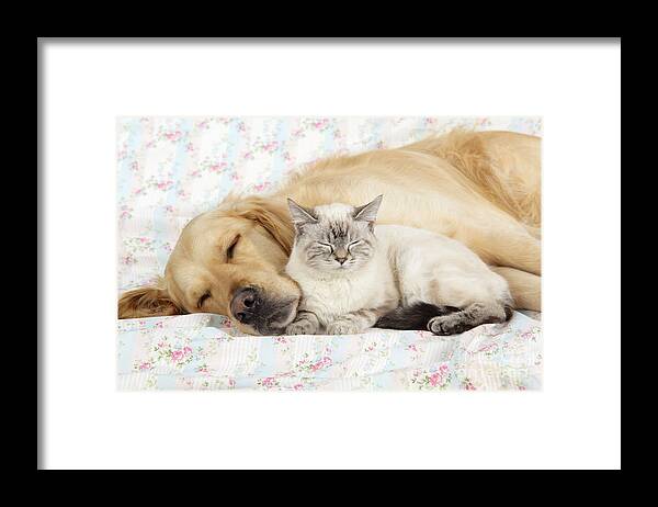 Dog Framed Print featuring the photograph Golden Retriever And Cat by John Daniels