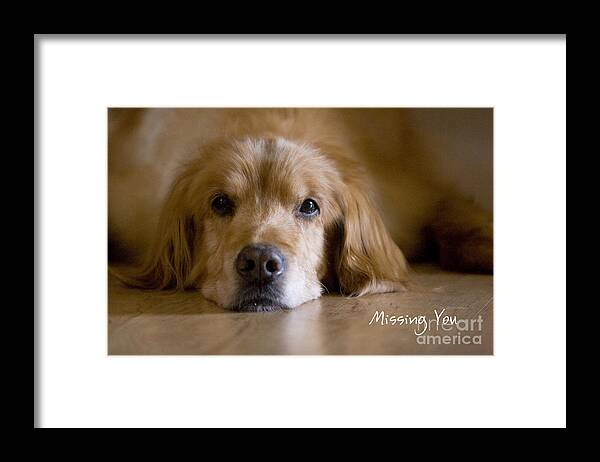 Golden Retriever Framed Print featuring the photograph Golden Retriever Missing You by James BO Insogna